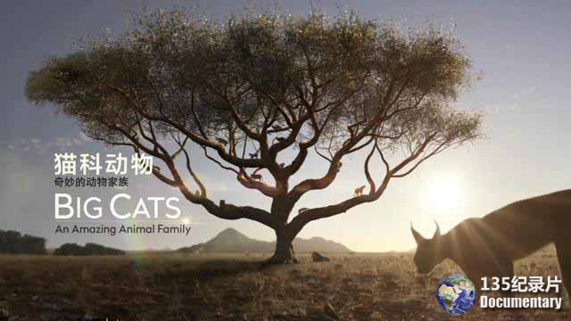 Big-Cats06.jpg