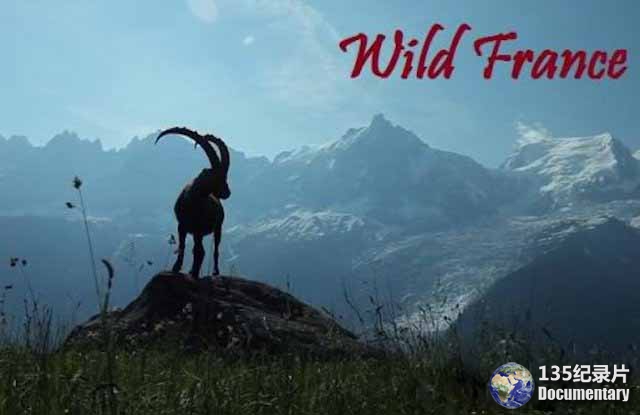 Wild-France06.jpg