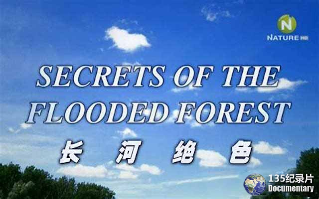 Secrets-of-The-Flooded-Forest.jpg