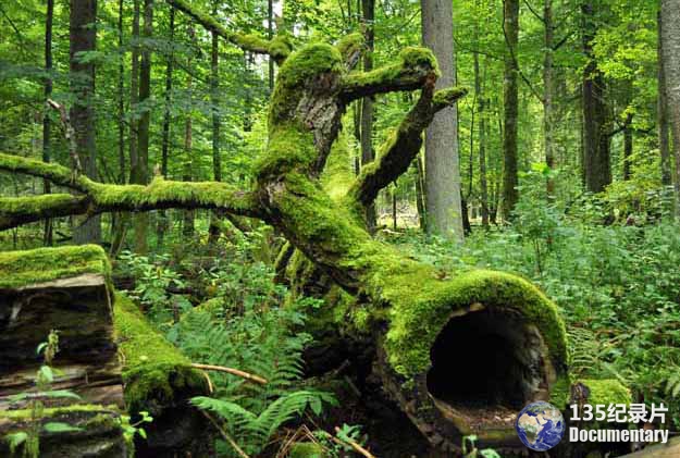 Kingdom-Of-The-Forest.jpg
