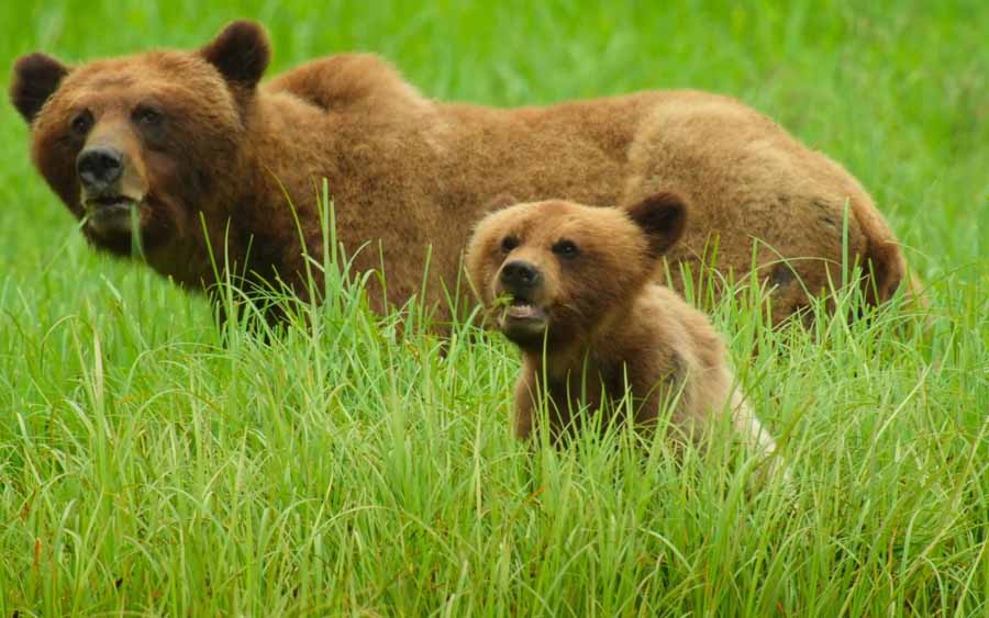 Wild-Babies.jpg