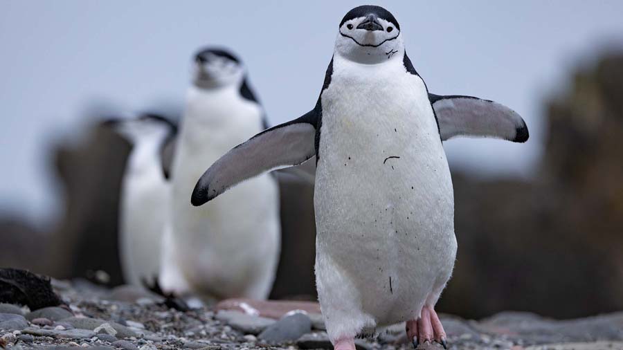 Secrets-of-the-Penguins.jpg