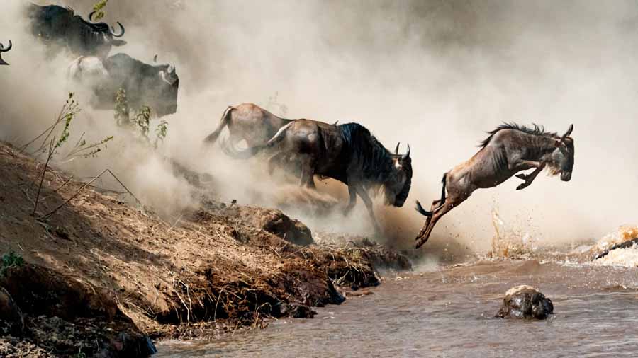 Incredible-Animal-Journeys.jpg