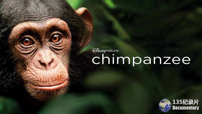 Chimpanzee.jpg