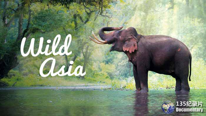 Wild-Asia.jpg