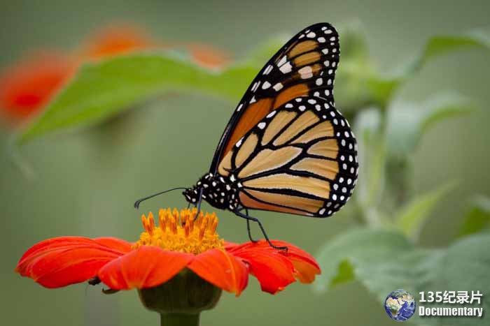 The-Incredible-Journey-of-th-Butterflies.jpg