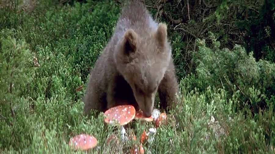 Lours.jpg