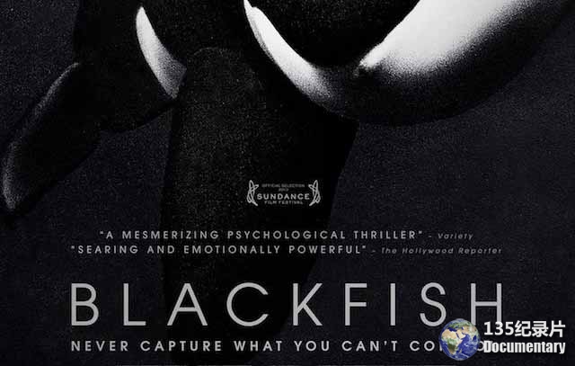 Blackfish-1.jpg