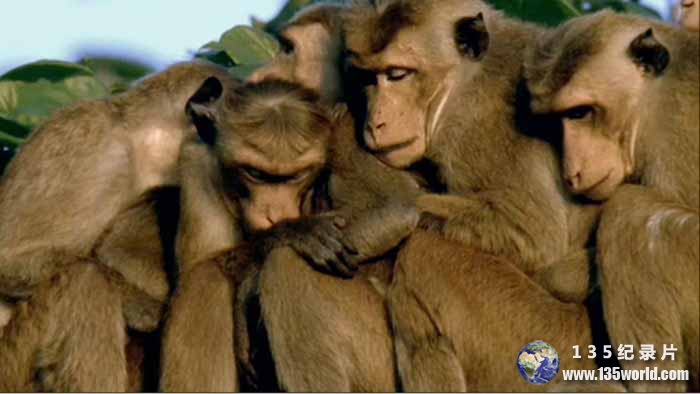Clever-Monkeys.jpg