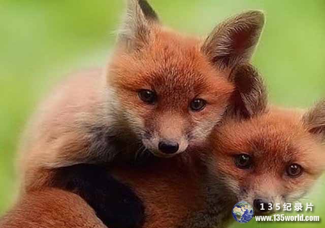 Super-Cute-Animals.jpg