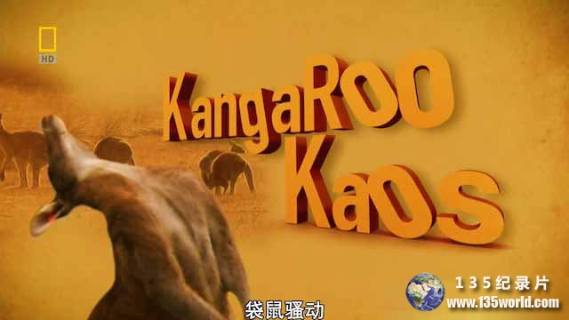 Kangaroo-Kaos.jpg