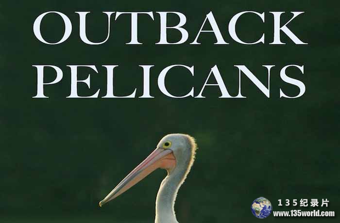 Outback-Pelicans.jpg