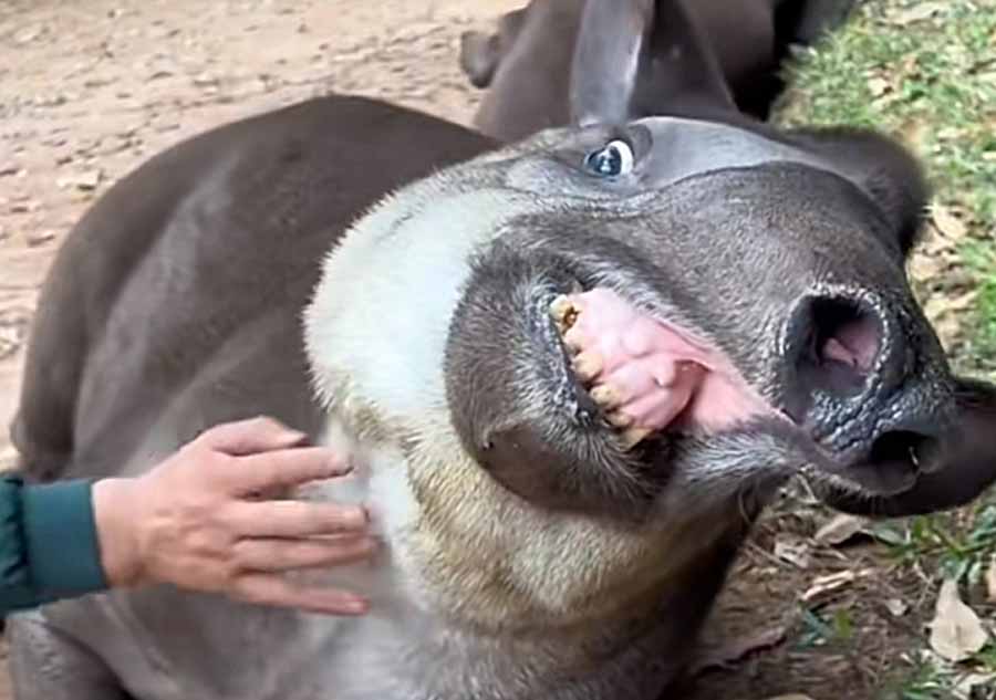 Tapir.jpg