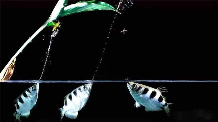 Archerfish.jpg