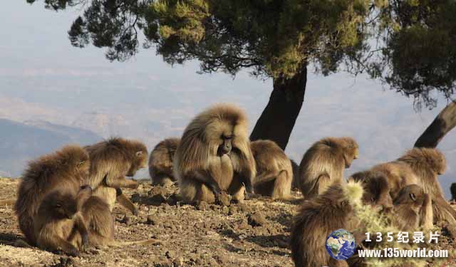 Theropithecus-gelada.jpg