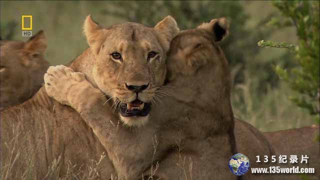 Lions-Behaving-Badly.jpg