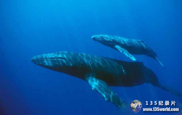blue-whale-3.jpg