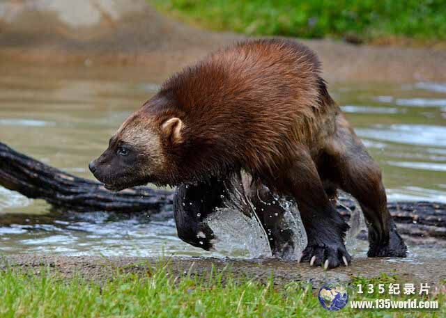 Wolverine-2.jpg