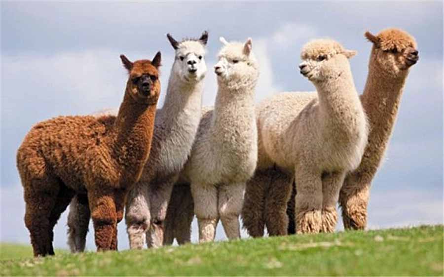 alpaca.jpg
