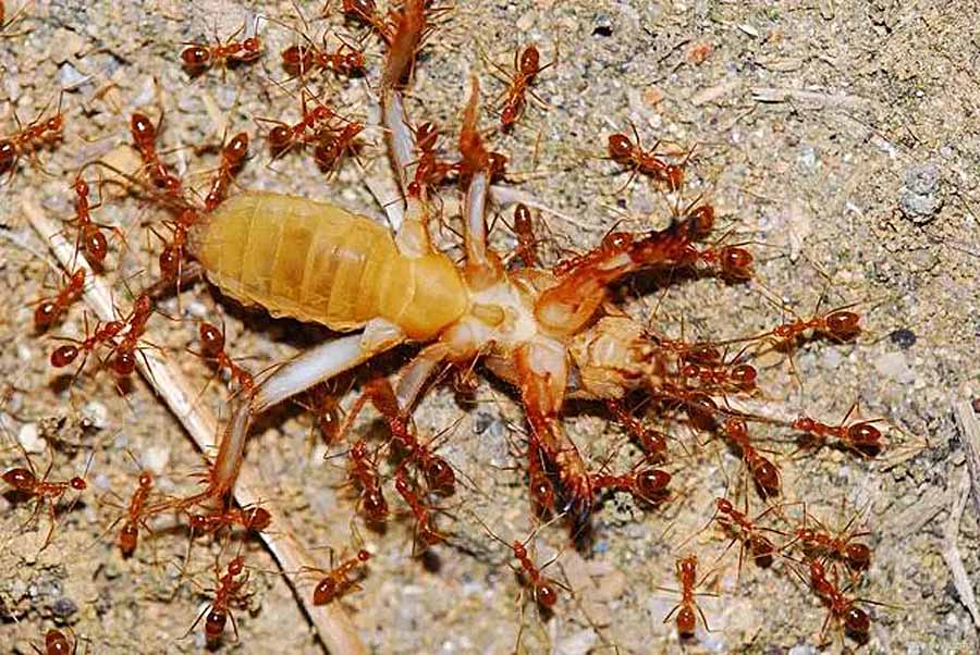 Ants-Natures-Secret-Power.jpg