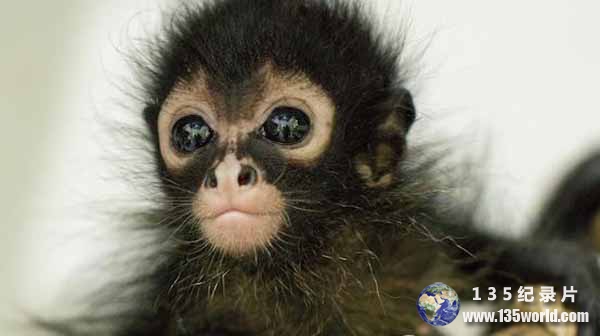 Jungle-Animal-Hospital.jpg
