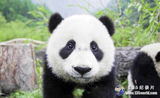 panda.jpg