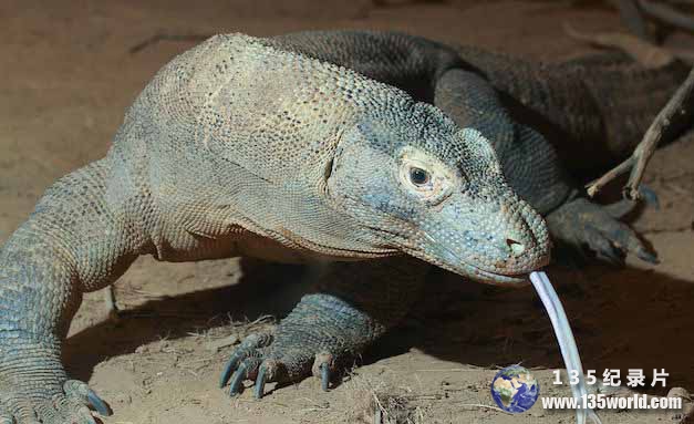 komodo-dragon.jpg