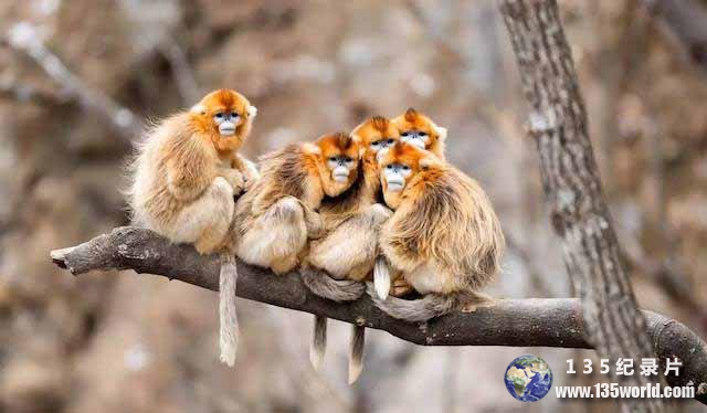 guizhou-golden-monkey.jpg