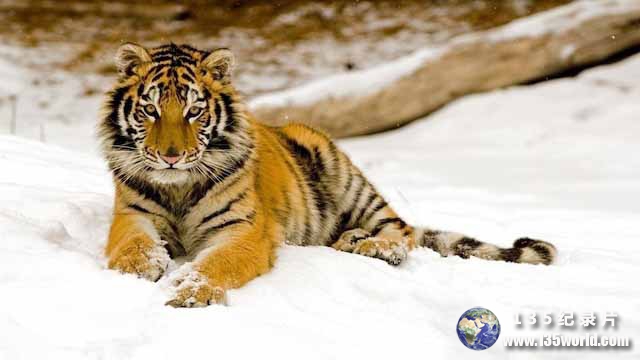 Operation-Snow-Tiger-3.jpg