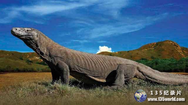 komodo-dragon-1.jpg