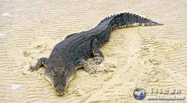 Crocodile-1.jpg
