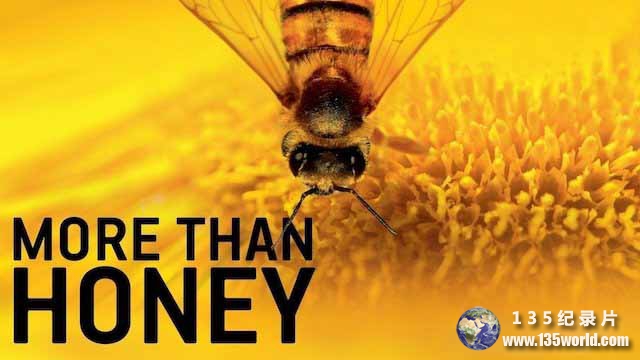 More-Than-Honey.jpg