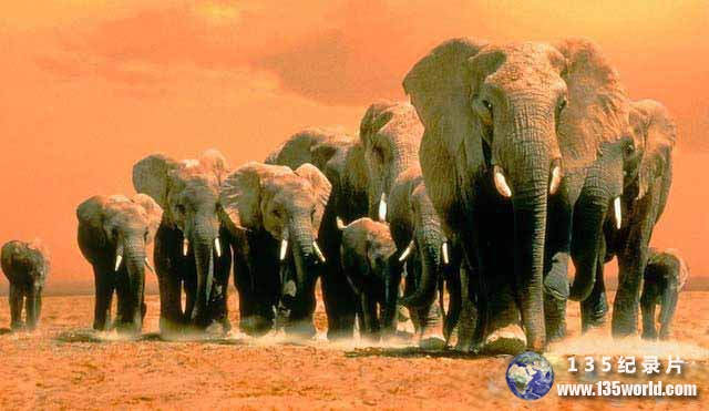 Africas-Elephant-Kingdom.jpg