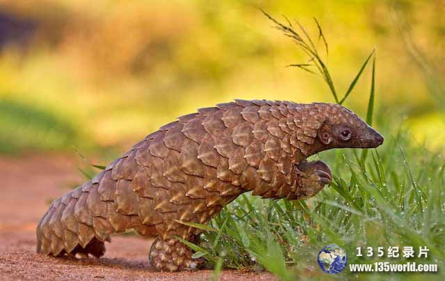 Pangolin.jpg