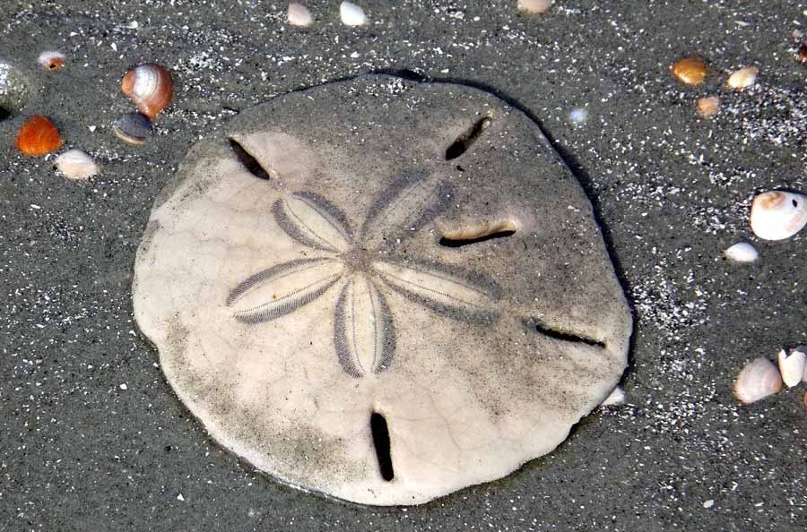 Sand-dollar.jpg