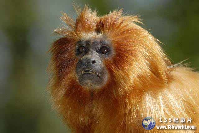 Leontopithecus-rosalia.jpg