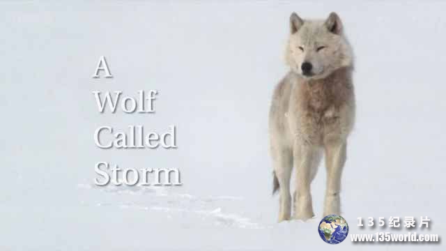 A-Wolf-Called-Storm.jpg