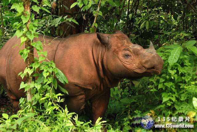 Sumatran-rhinoceros.jpg