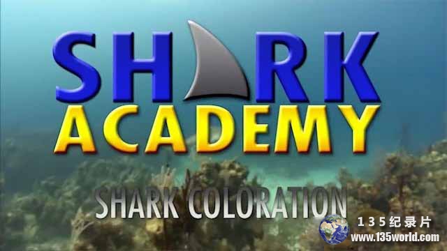 Shark-Academy.jpg