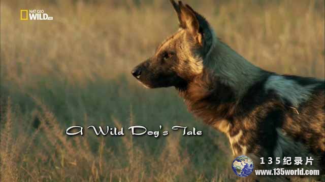Wild-Dog1.jpg