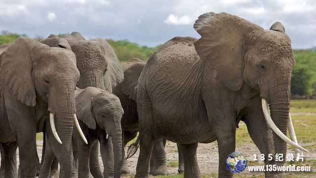 Echo-An-Elephant-to-Remember.jpg