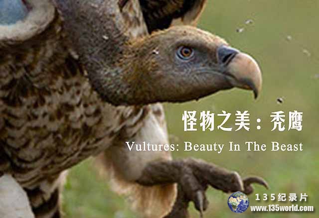Vultures-Beauty-In-The-Beast.jpg