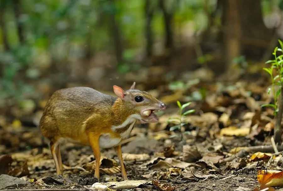 Mouse-Deer.jpg