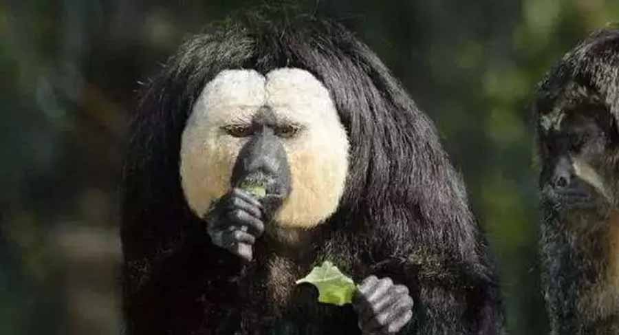 White-faced-Saki-Monkey.jpg