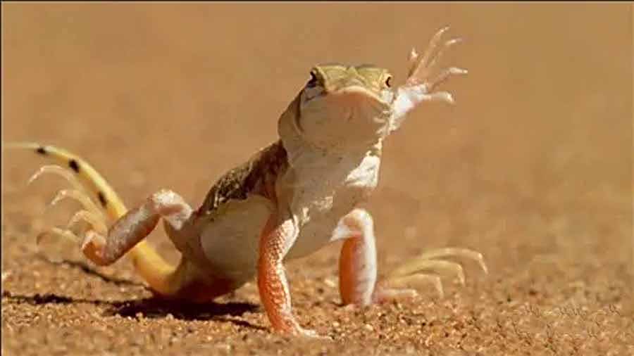 shovel-snouted-lizard.jpg