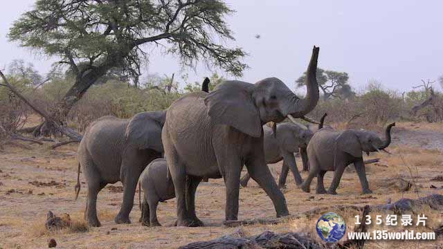 Elephant-1.jpg