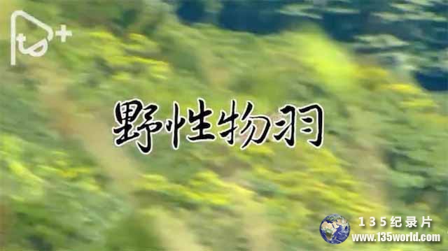 taiwanniaolei.jpg