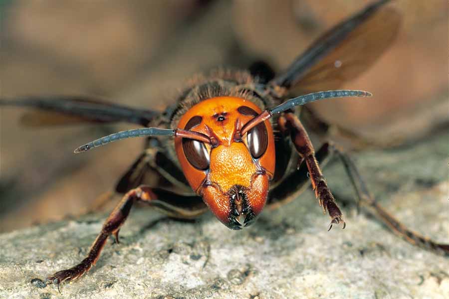 Buddha-Bees-and-the-Giant-Hornet-Queen.jpg