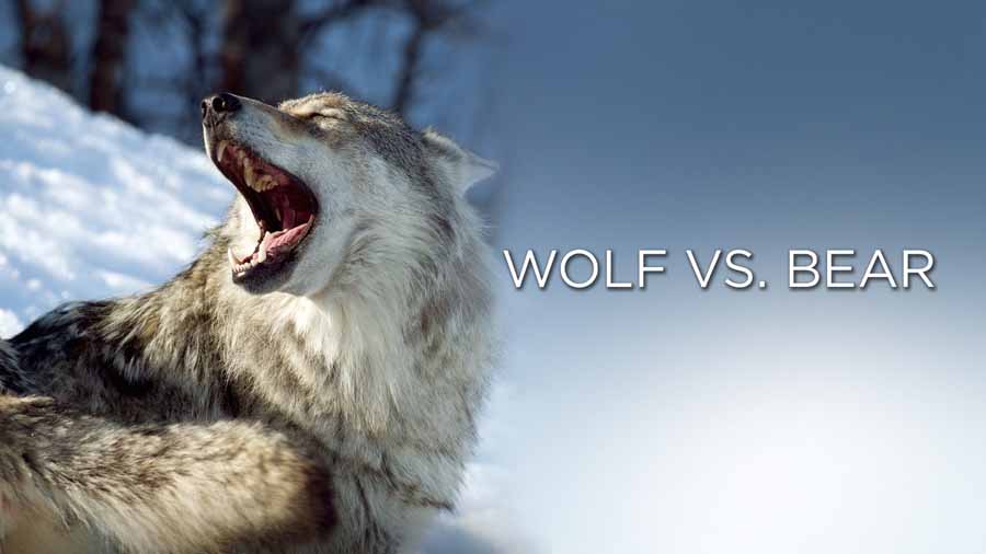 Wolf-vs-Bear.jpg