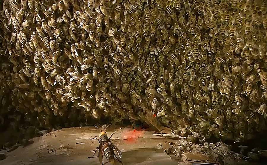 haungfengVS-BEE.jpg